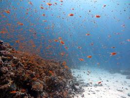 Red Sea fish and coral reef photo