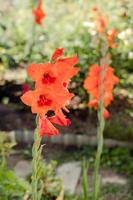 red gladiolus in the garden close-up against the background of greenery photo