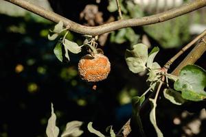 rotten apple hanging on a tree close-up photo