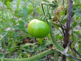 tomates verdes que crecen en una vid en un huerto. tomates verdes foto