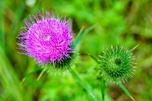 Beautiful growing flower root burdock thistle on background meadow photo