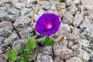 Photography on theme beautiful wild growing flower petunia on background meadow, photo