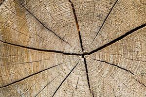 Beautiful wooden fracture old oak, natural texture close up photo