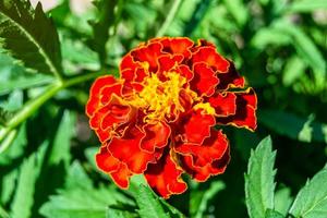 Fine wild growing flower marigold calendula on background meadow photo