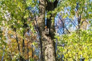 Photography on theme empty hanging birdhouse to natural forest tree photo