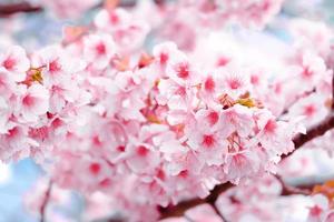 Soft focus,Cherry Blossom or Sakura flower on nature blur background in the morning a spring day photo