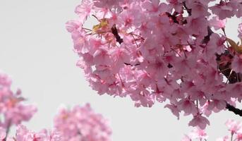 color pastel suave, hermosa flor de cerezo sakura floreciendo con desvanecimiento en flor de sakura rosa pastel, plena floración una temporada de primavera en Japón foto