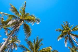 palmeras y cielo azul. foto