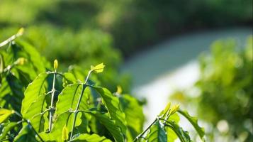 vista de cerca de las hojas verdes de la parte superior del cafeto con fondo borroso foto