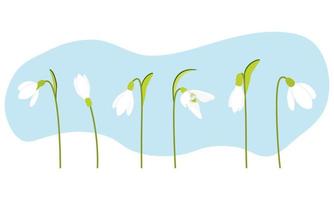 Snowdrop flower set. Vector illustration