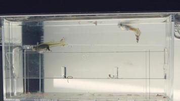 lindos guppies em um aquário - fêmea à esquerda dando à luz - lapso de tempo video