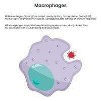 Macrophage monocyte white blood cell vector illustration graphic