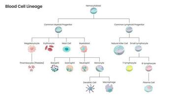 Diagrama de ilustración de vector de ciencia educativa de linaje de células sanguíneas