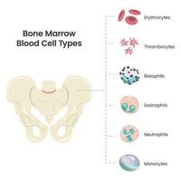 Bone Marrow Blood Cell Types scientific vector illustration