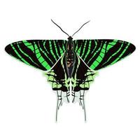 Tropical butterfly Urania leilus, the green-banded, is a day-flying moth of the Uraniidae family vector