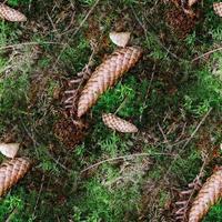 High resolution seamless texture of a forest ground with moss and nuts. photo