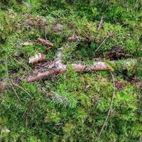 High resolution seamless texture of a forest ground with moss and nuts. photo