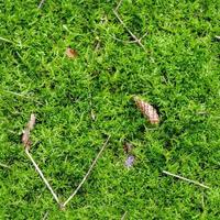 High resolution seamless texture of a forest ground with moss and nuts. photo
