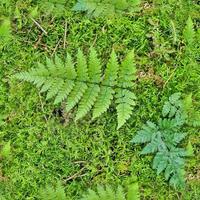 High resolution seamless texture of a forest ground with moss and nuts. photo