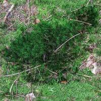 High resolution seamless texture of a forest ground with moss and nuts. photo