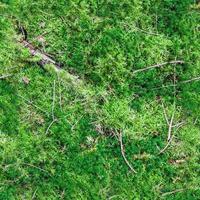 High resolution seamless texture of a forest ground with moss and nuts. photo