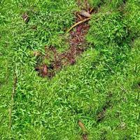 High resolution seamless texture of a forest ground with moss and nuts. photo