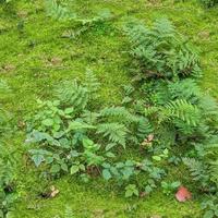 High resolution seamless texture of a forest ground with moss and nuts. photo