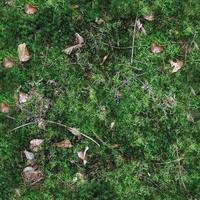 High resolution seamless texture of a forest ground with moss and nuts. photo