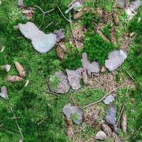 High resolution seamless texture of a forest ground with moss and nuts. photo