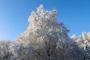 Beautiful shots of trees after heavy snowfall in sunny weather. photo