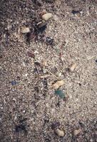 Several peanut shells scattered on the beach sand. T photo