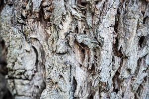 Tree bark for nature background photo