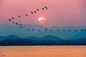 Birds flying over lake during sunset photo