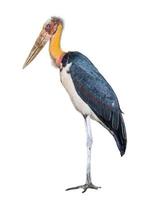 Lesser adjutant stork is a large wading bird photo