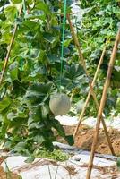 Melon Pot Orange farm field in Thailand photo