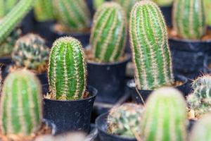 Close up green small cactus plant photo