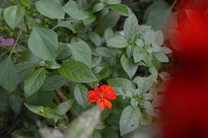 flowers blooming in the garden photo