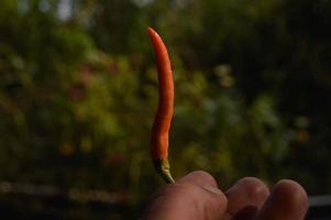 una persona que sostiene chiles rojos frescos que los agricultores acaban de cosechar foto