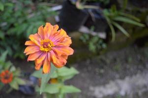 flowers blooming in the garden photo