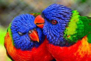 Amazing high quality photo of an attractive colorful Parrot