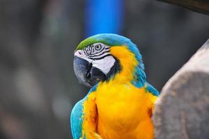Amazing high quality photo of an attractive colorful Parrot