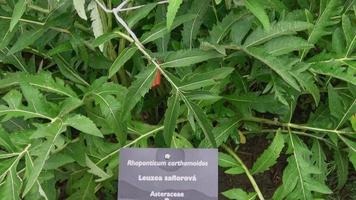 levzeya saflorovidny ou folhas de plantas medicinais silvestres de raiz de maral rhaponticum carthamoides. também é chamado de ginseng siberiano video