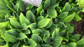 Close-up of beautiful green leaves of lily of the valley Convallaria majalis video