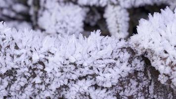 selektiv fokus. först glasera. frysning väder frost verkan i natur. video