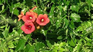 kultiverad blommor av Campsis radikaner stänga upp. video