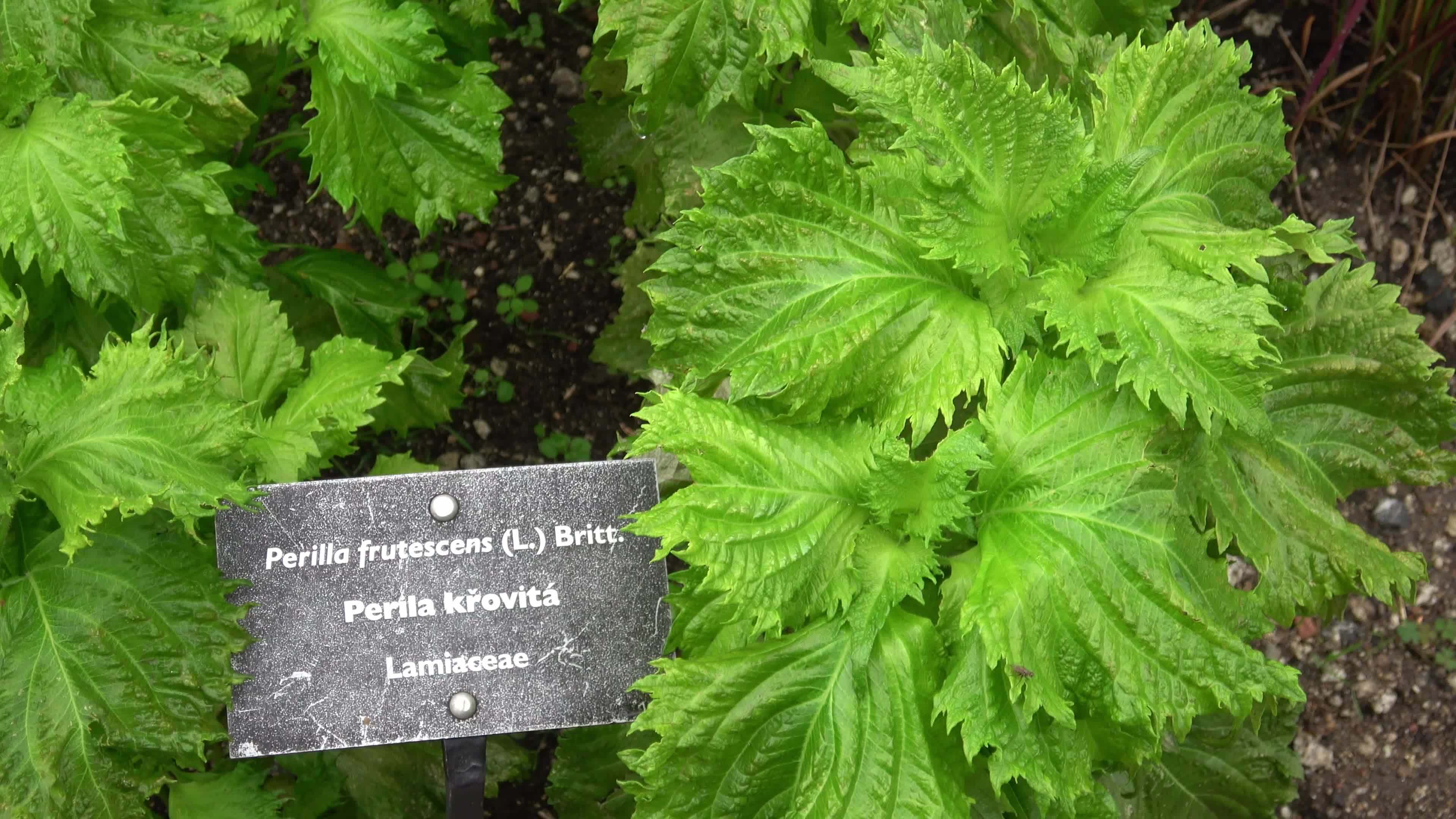 Green shiso plant Perilla frutescens, herbal medicine 17092720 Stock ...