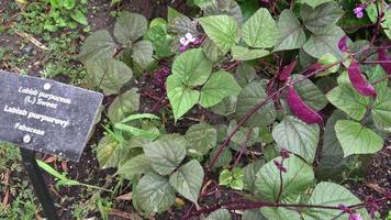 rå hyacint böna blommor - lablab purpureus är en arter av böna i de familj fabaceae. video