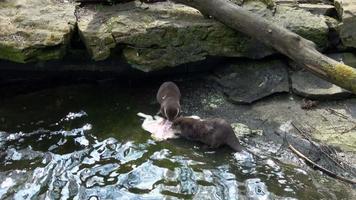 Two otters eating their prey. Amblonyx cinereus video
