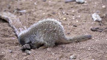 meerkat wandelen in zoeken van voedsel suricata suricatta video