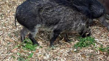 porträtt av en sällsynt, visayan vårig gris, sus cebifrons negrinus, som är hotad med utdöende video